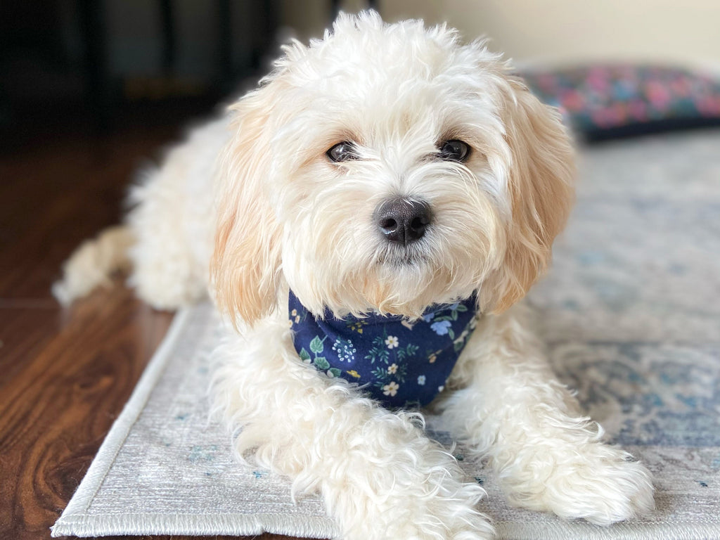 "Boho Arrows" Dog Bandana