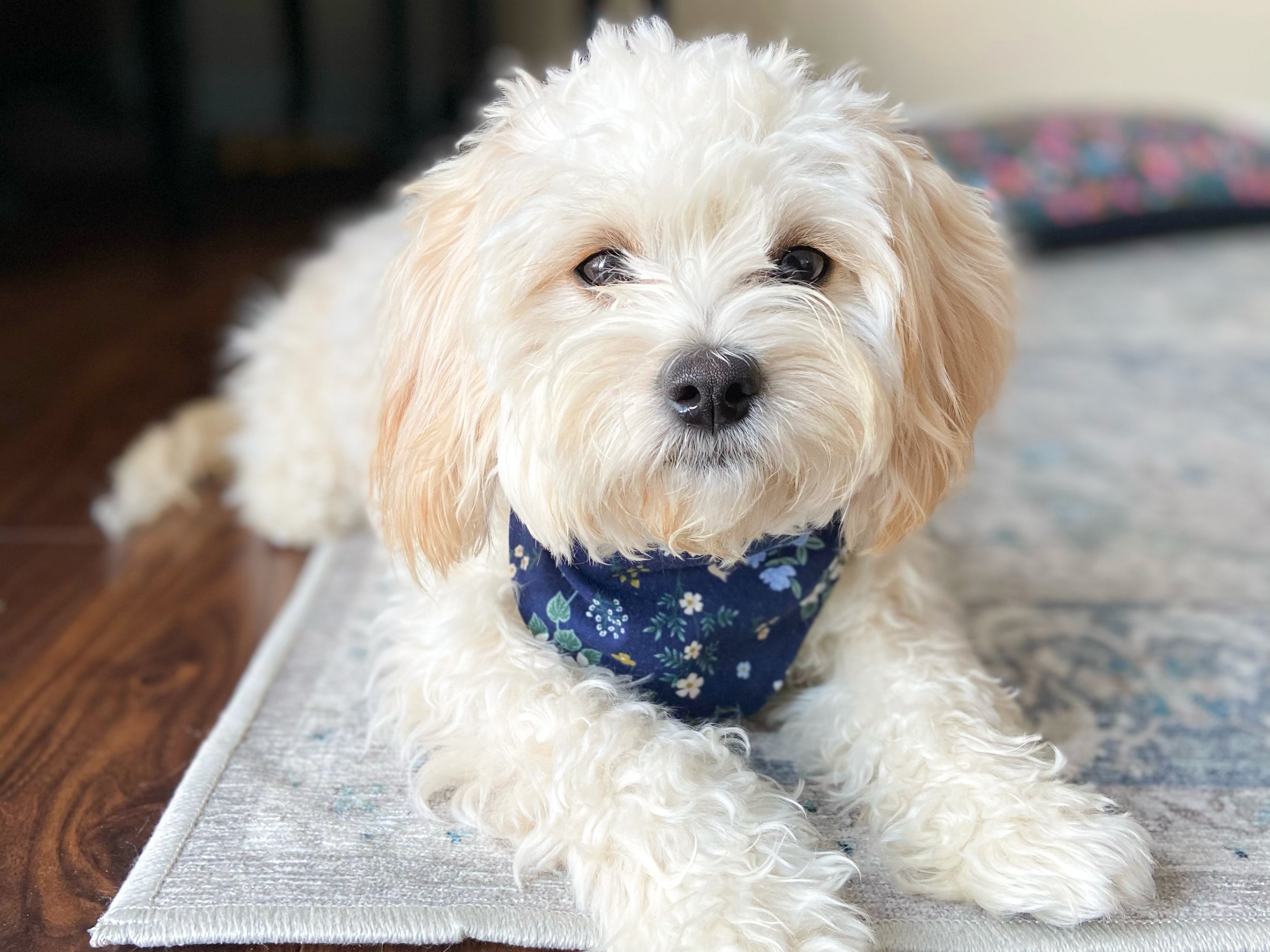 "Boho Arrows" Dog Bandana
