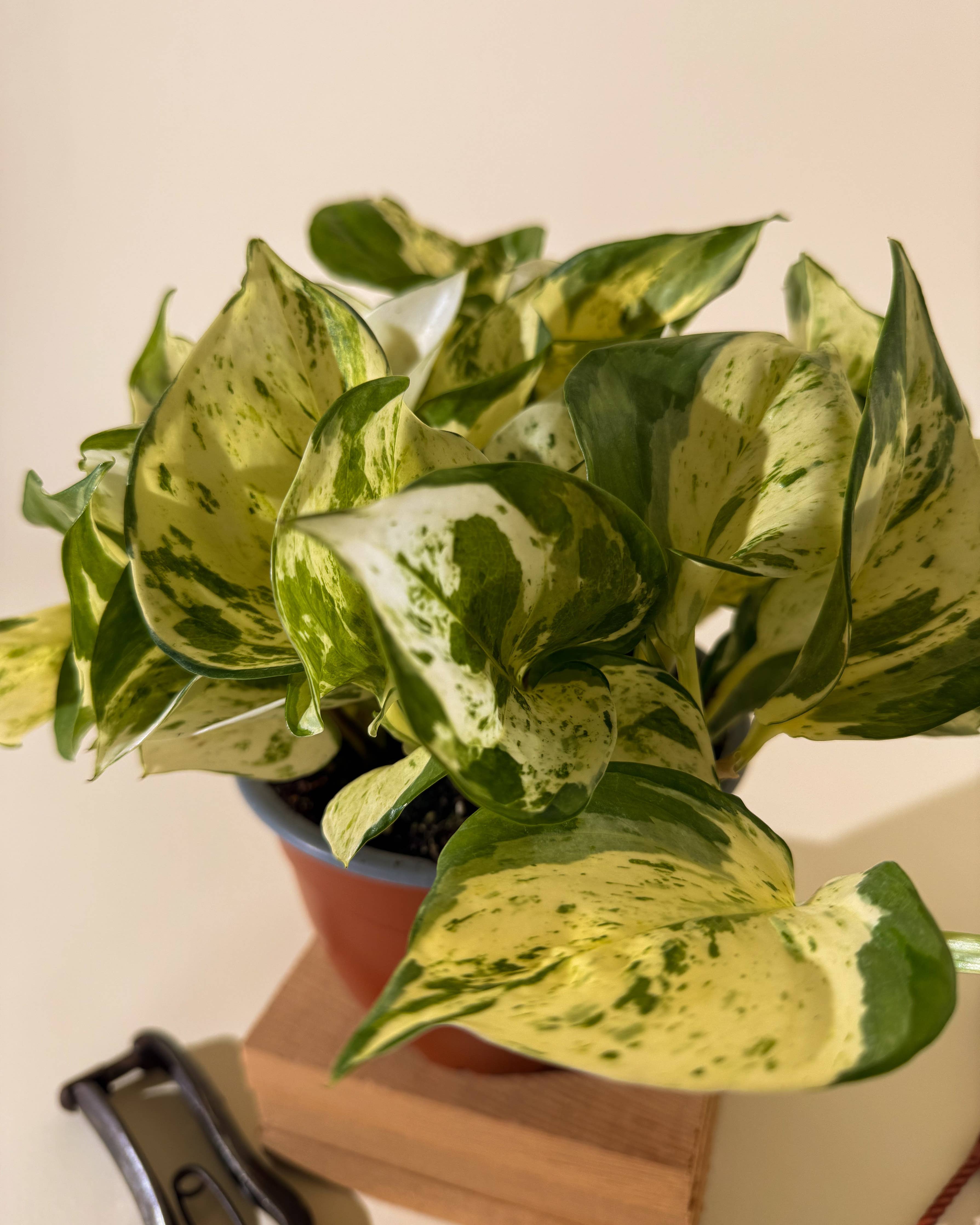Manjula Pothos