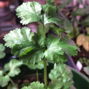 CILANTRO (Coriander) Seeds