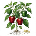 PEPPER Seeds, California Wonder
