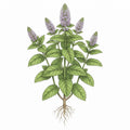 SPEARMINT (Mint) Seeds