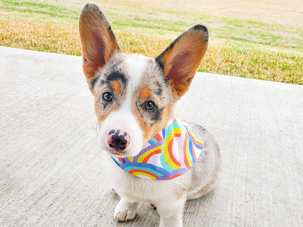 "Desert Daisies" Dog Bandana
