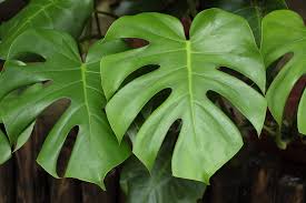 Monstera deliciosa