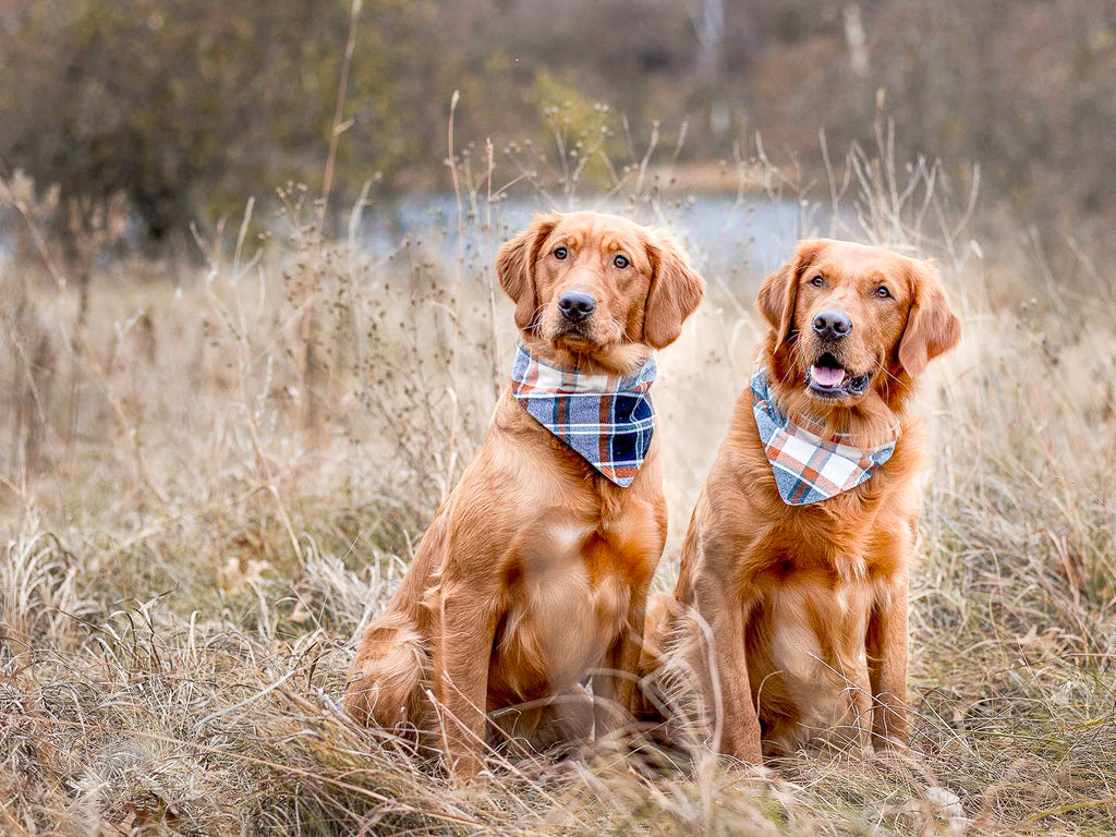 "Black Buffalo Plaid FLANNEL" Dog Bandana