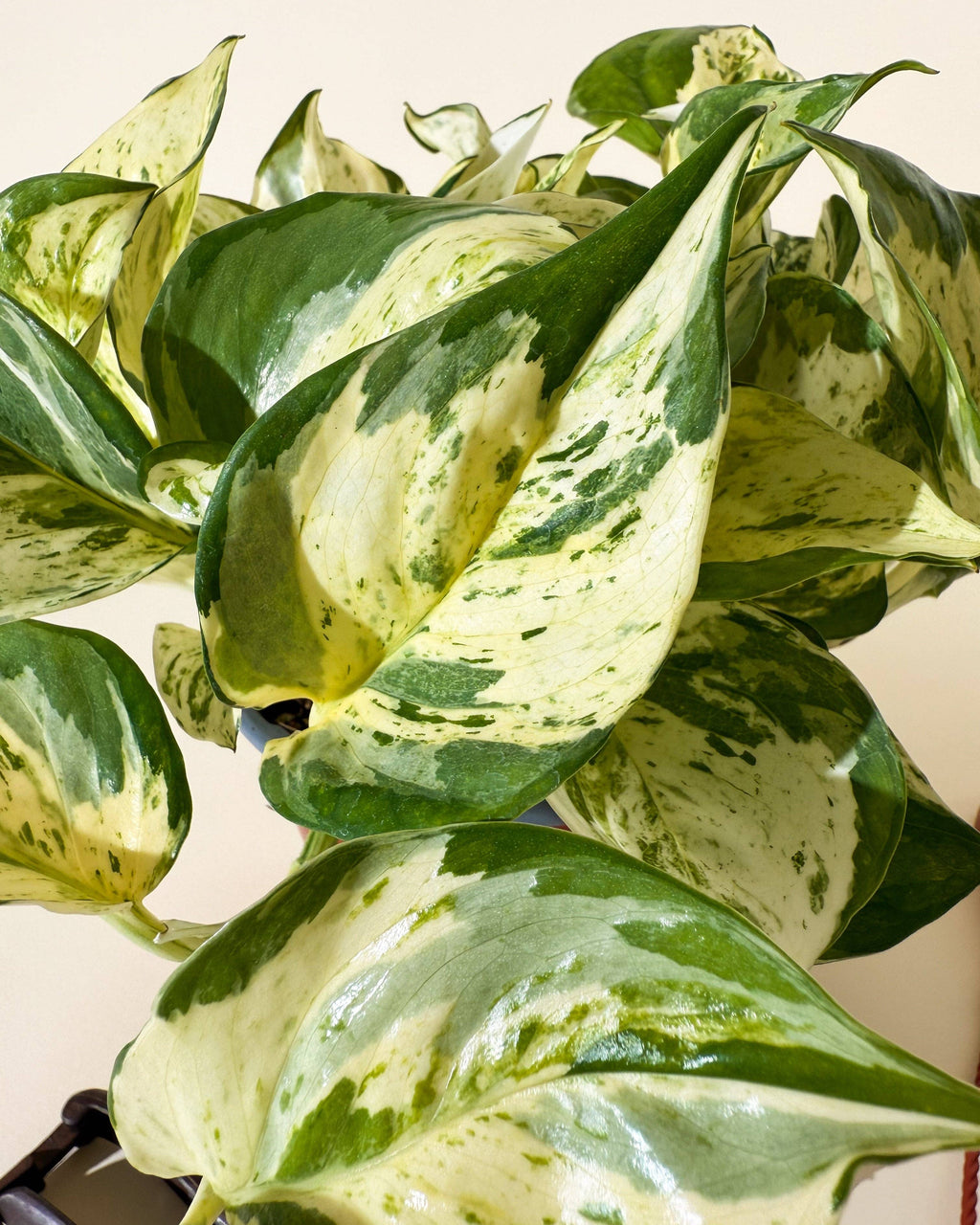 Manjula Pothos