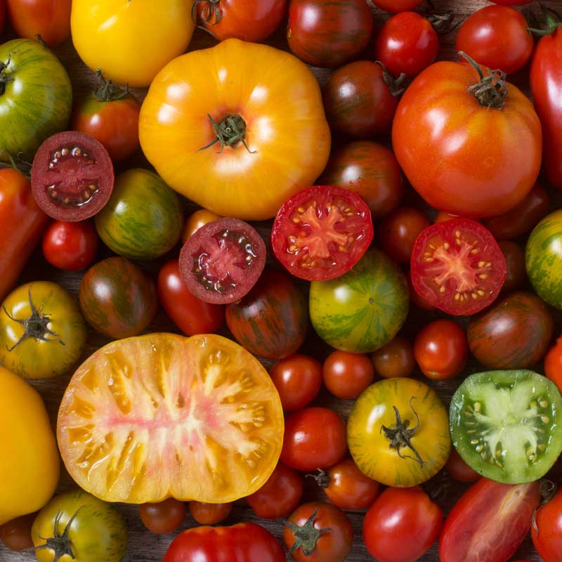 TOMATO Seeds, Heirloom Blend